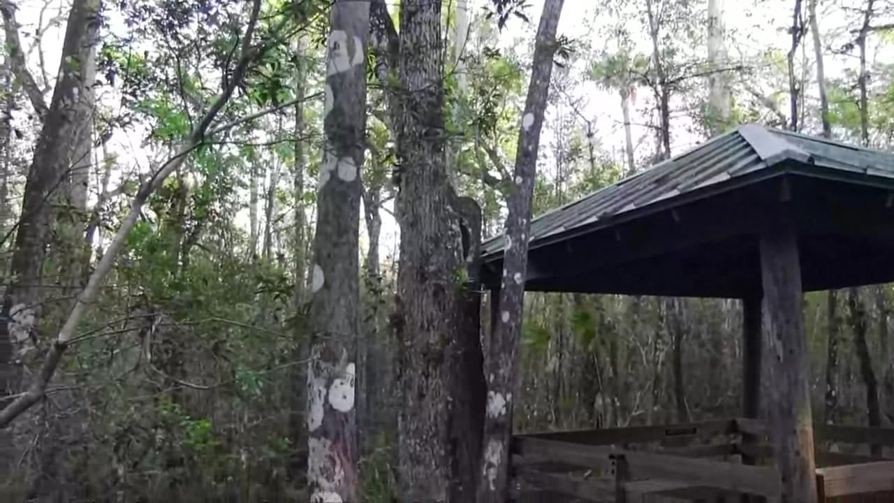 Six Mile Cypress Slough Preserve - Florida Common Misconceptions :  Six Mile Cypress Slough Preserve